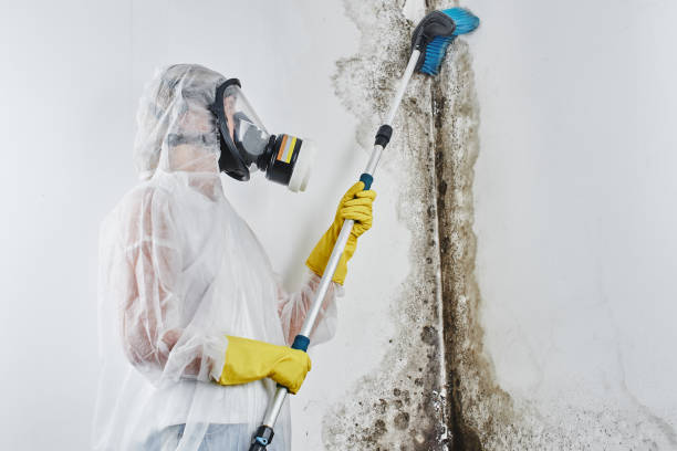 Best Basement water damage restoration  in Selden, NY